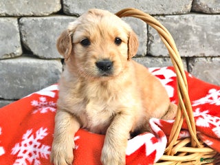 Golden Retriever dogs Delta - Ad 12