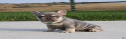 French Bulldog dogs for sale: Arie - Ad 9