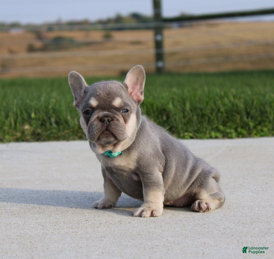 French Bulldog dogs for sale: Arie - Ad 9