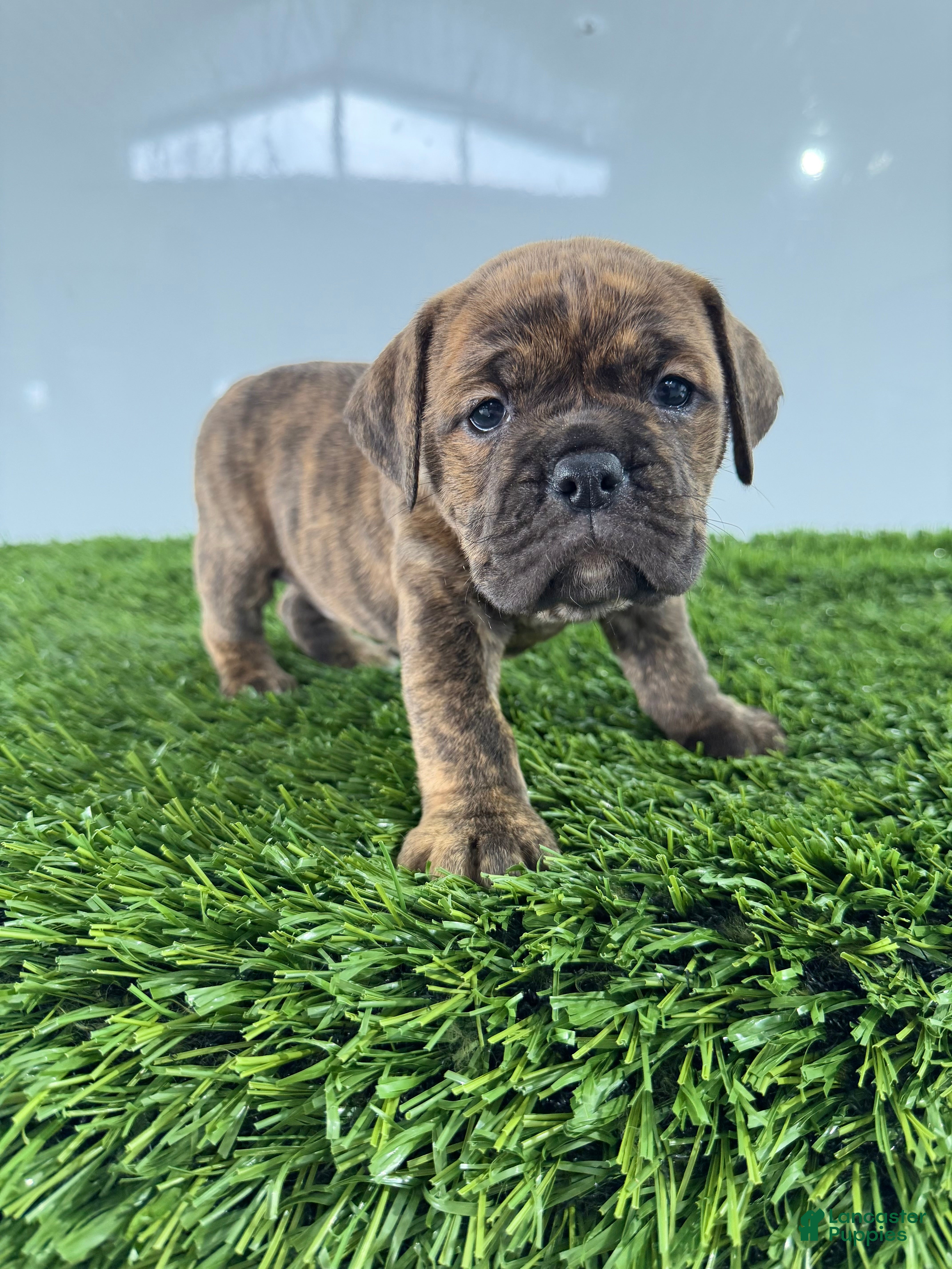 Olde English Bulldogge dogs Tilly - Ad 4