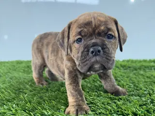 Olde English Bulldogge dogs Tilly - Ad 3