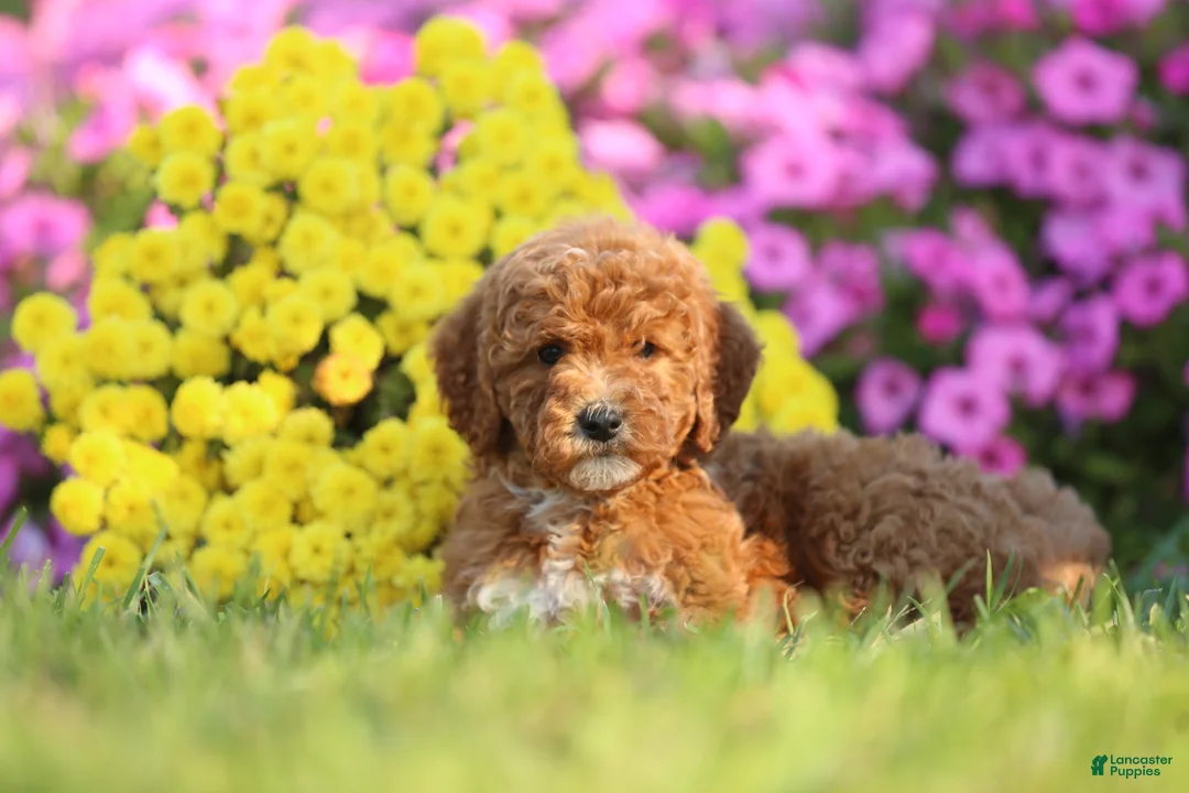 Mini Goldendoodle dogs for sale: Angel - Ad 3