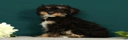 Mini Bernedoodle dogs for sale: Phantom - Ad 5