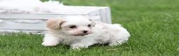 Mixed Breed dogs for sale: Mixed Breed Puppy 1 - Ad 4