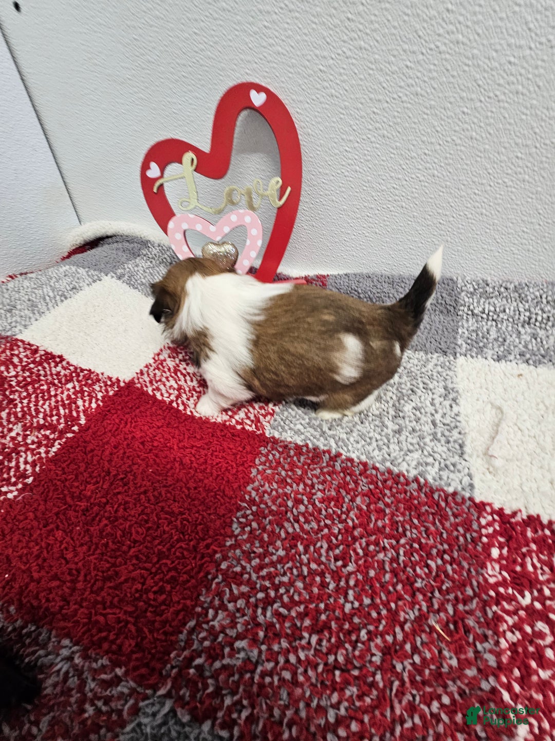 Shih Tzu dogs for sale: Bentley Ckc - Ad 9