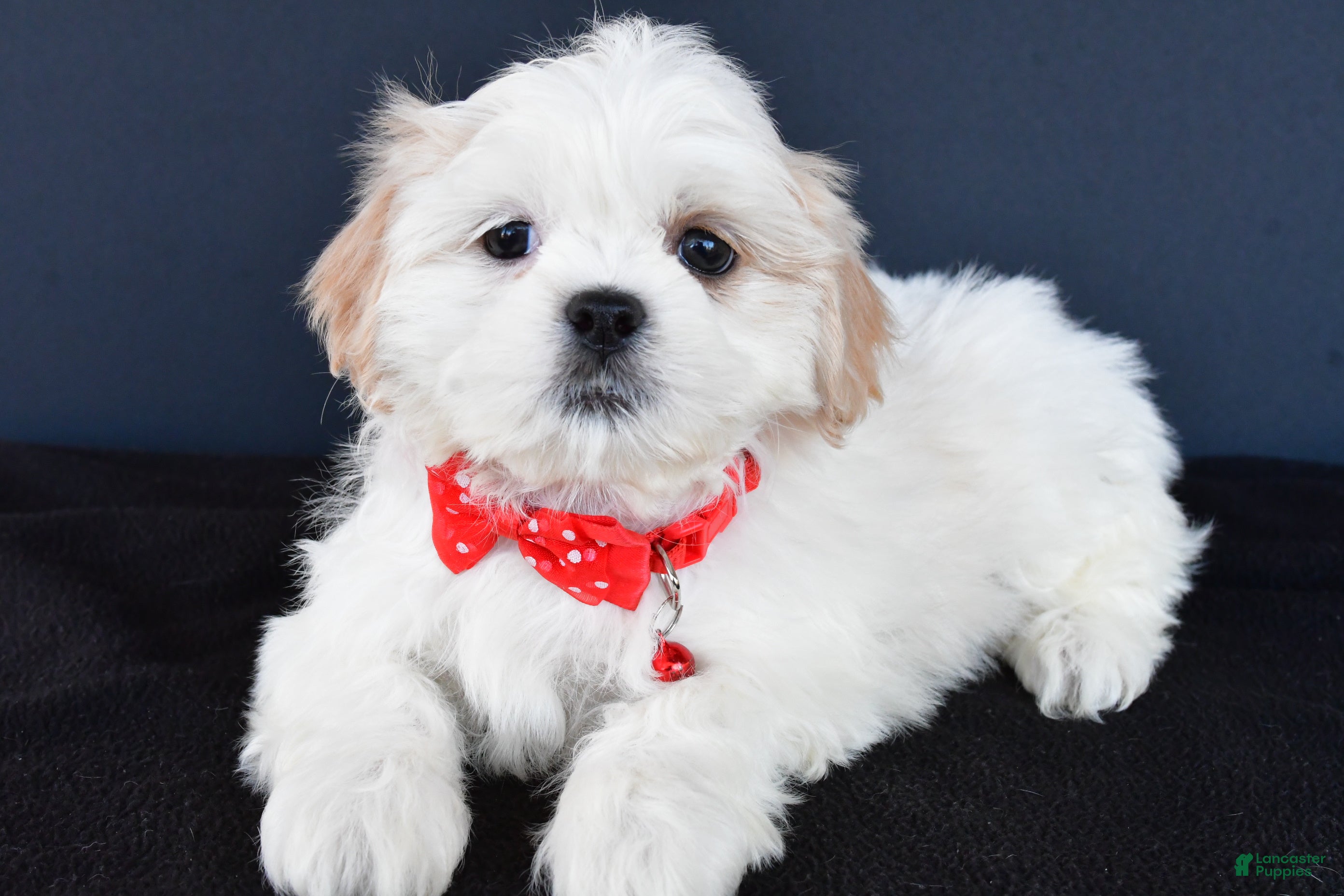 Shih Tzu dogs Riley - Ad 25