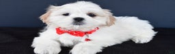 Shih Tzu dogs for sale: Riley - Ad 1
