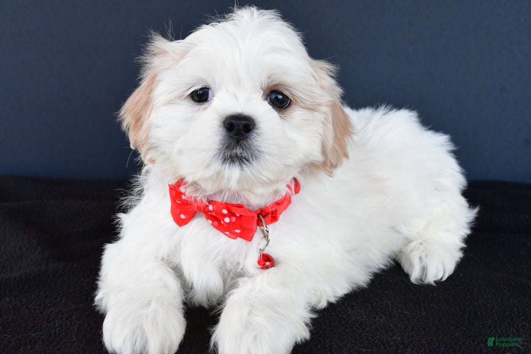 Shih Tzu dogs for sale: Riley - Ad 1