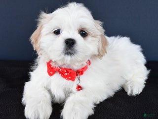 Shih Tzu dogs Riley - Ad 12