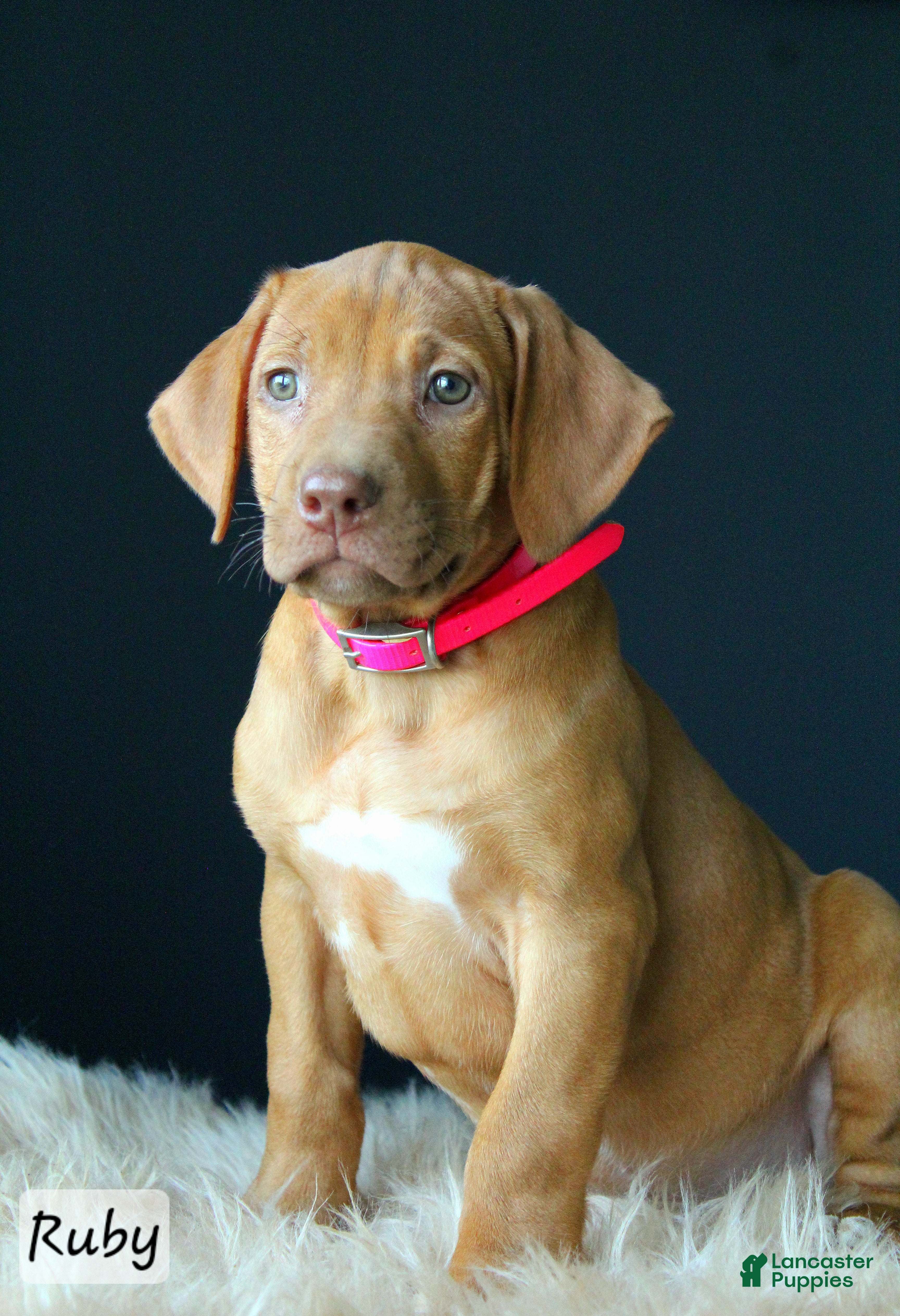 Rhodesian Ridgeback dogs Ruby - Ad 1