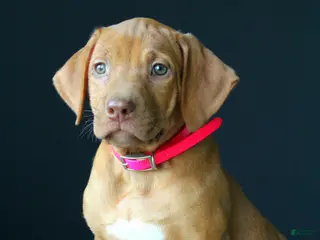 Rhodesian Ridgeback dogs for sale: Ruby - Ad 1