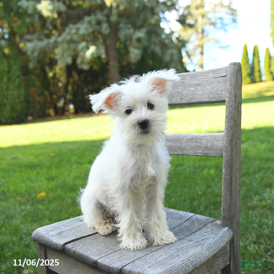 Schnoodle dogs for sale: Eddy - Ad 9