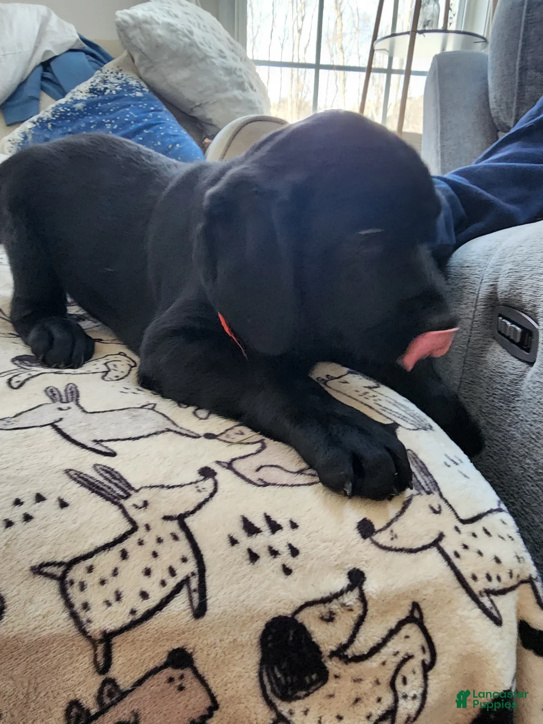 Goldador dogs for sale: Goldador Puppy 5 - Ad 1