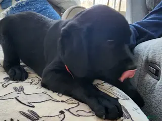 Goldador dogs Goldador Puppy 5 - Ad 14