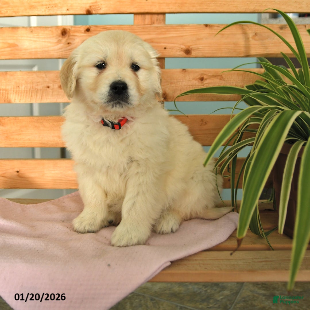 Golden Retriever dogs for sale: Katie - Ad 1