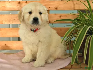 Golden Retriever dogs Katie - Ad 4