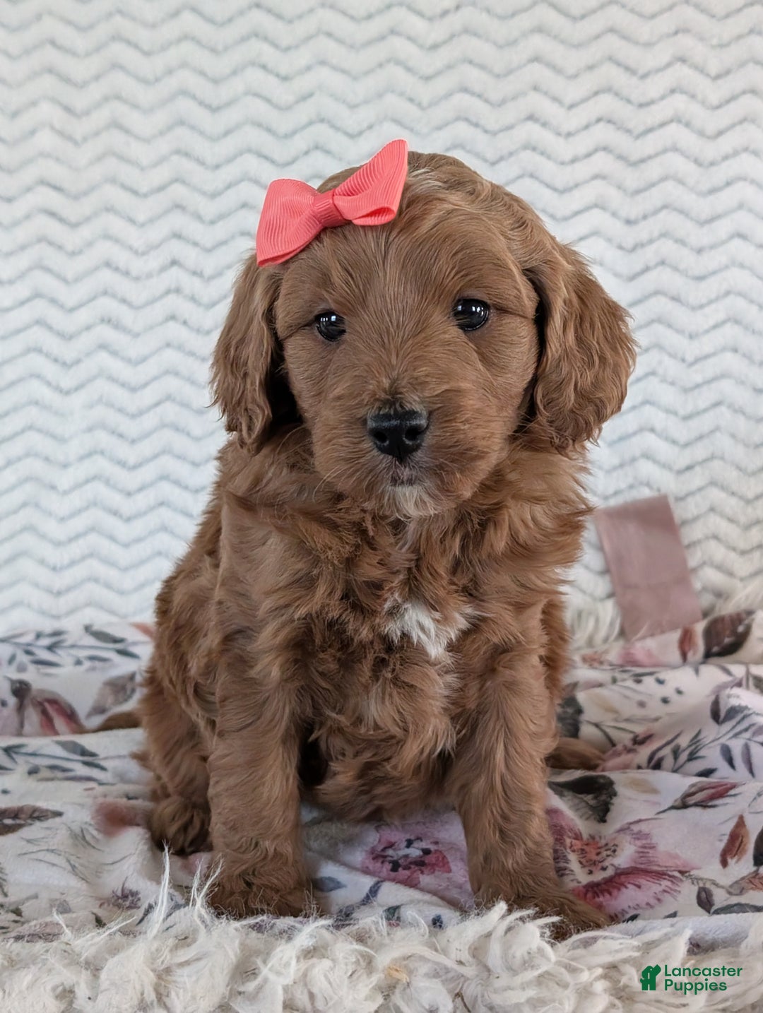 Goldendoodle dogs for sale: Gracie - Ad 3