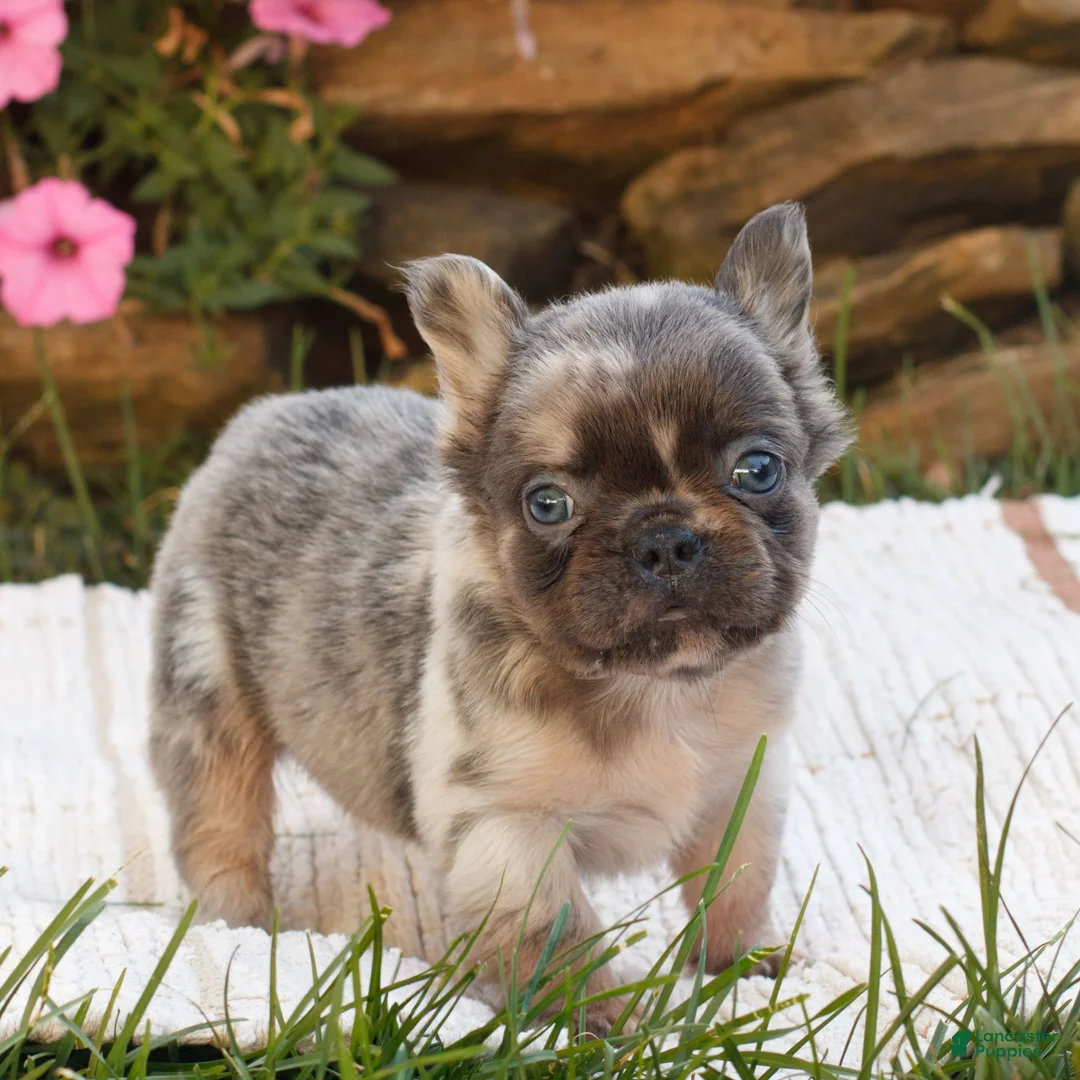 French Bulldog dogs for sale: Mason  - Ad 2