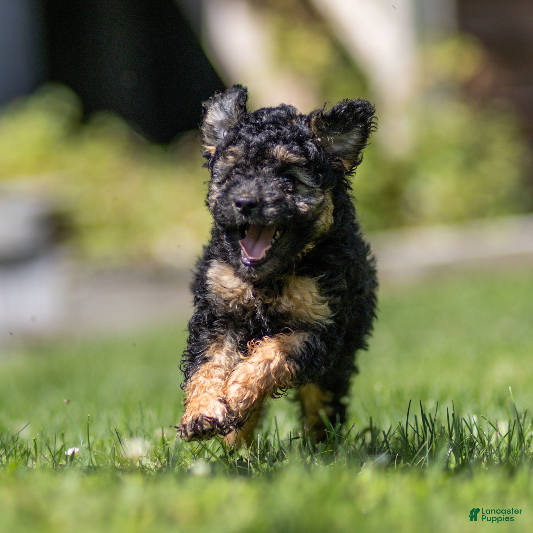 Miniature Poodle dogs Misty Miniature Poodle  - Ad 1