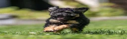 Miniature Poodle dogs for sale: Misty Miniature Poodle  - Ad 7