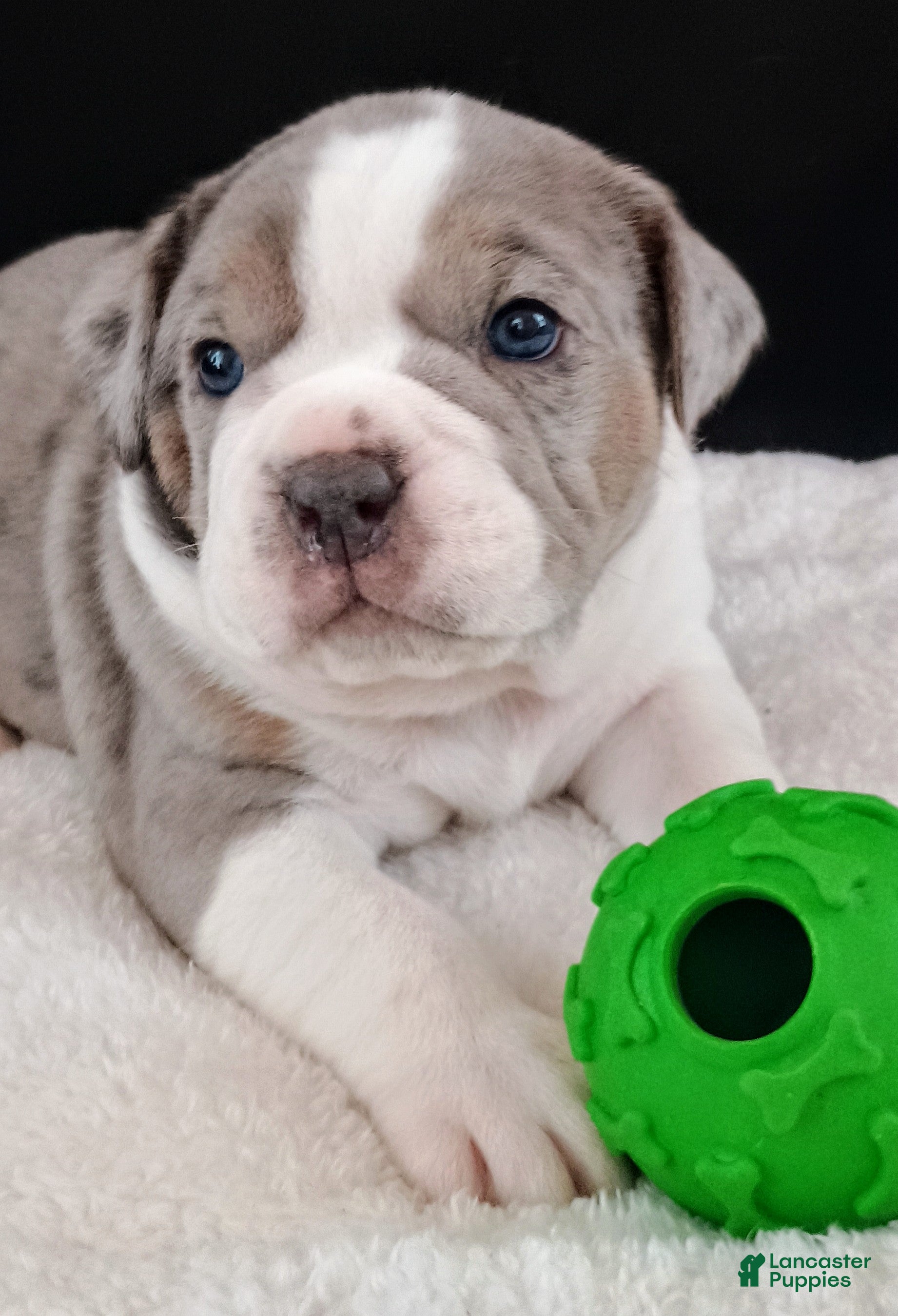 Olde English Bulldogge dogs for sale: Olde English Bulldogge Magnus - Ad 3