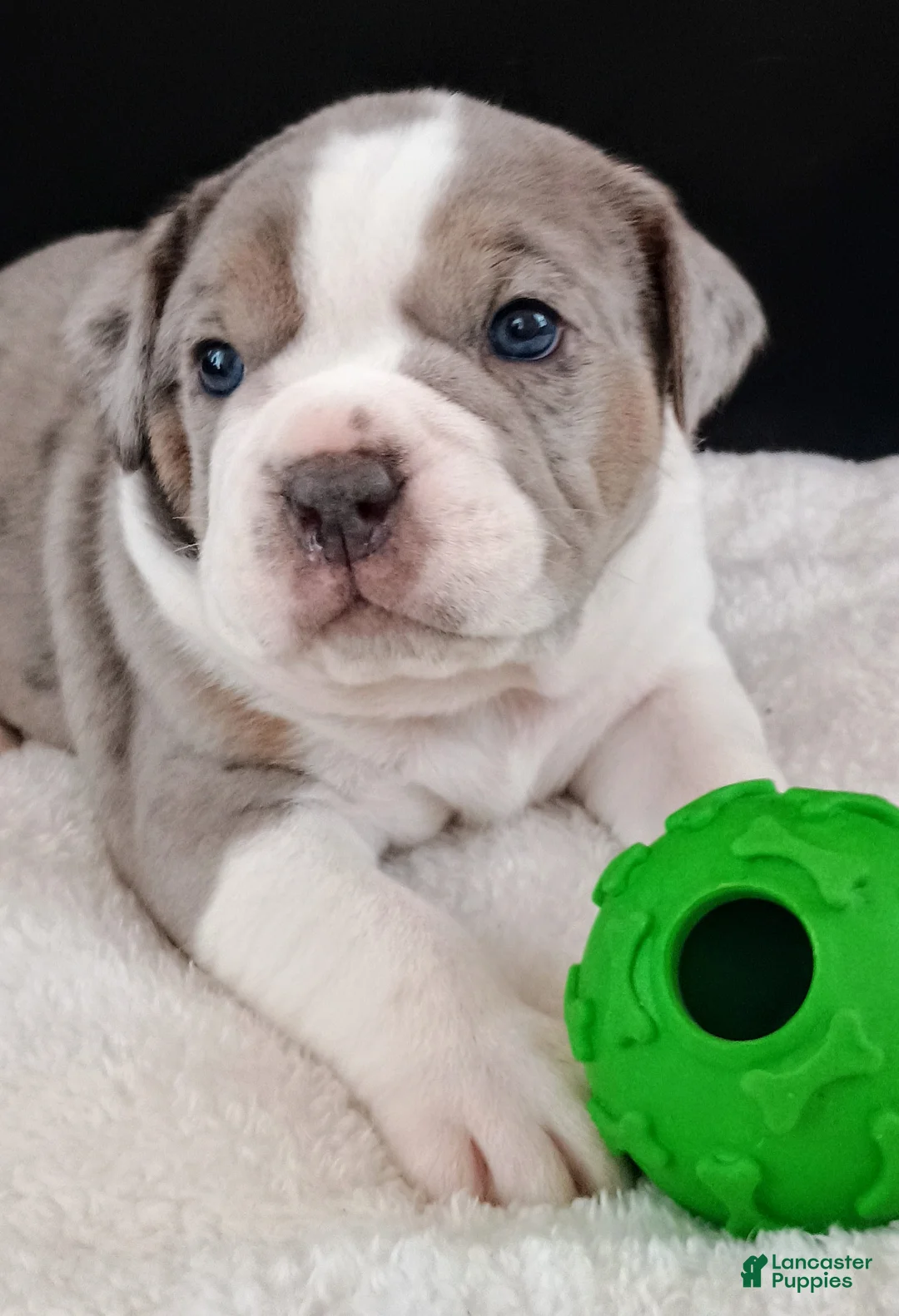 Olde English Bulldogge dogs for sale: Olde English Bulldogge Magnus - Ad 1