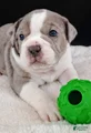 Olde English Bulldogge Magnus
