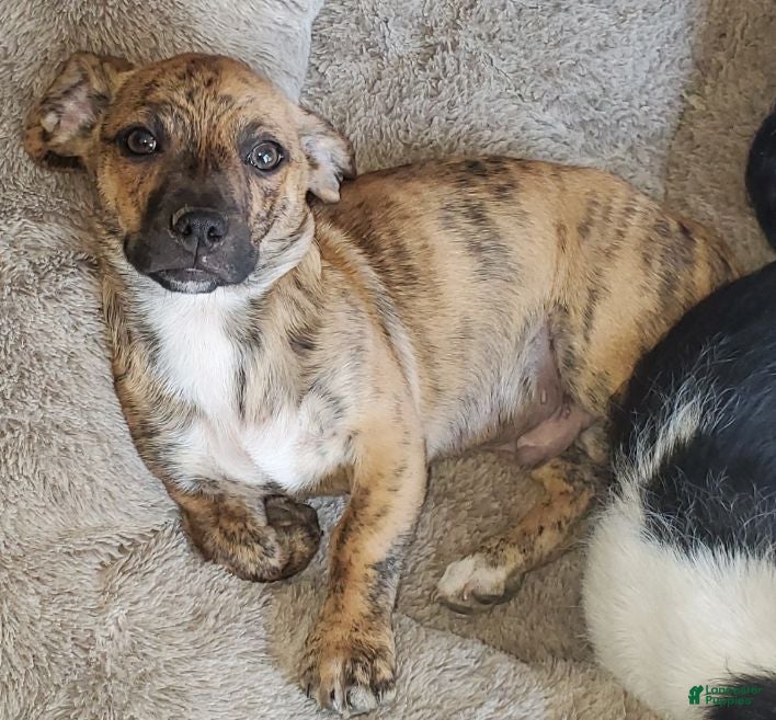 Chiweenie dogs Miggy (Miguel) - Ad 16