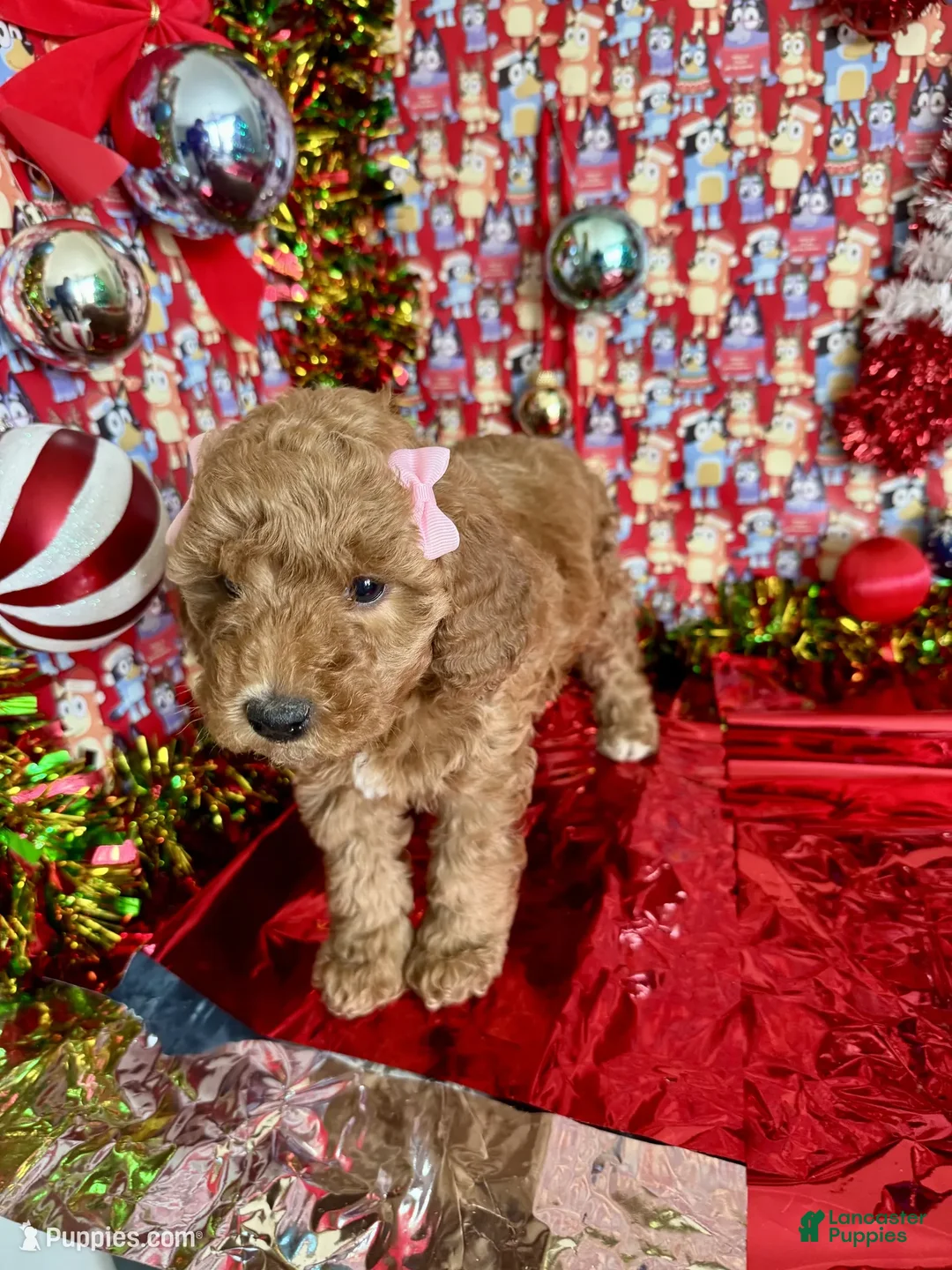 Mini Goldendoodle dogs for sale: Saja - Ad 3