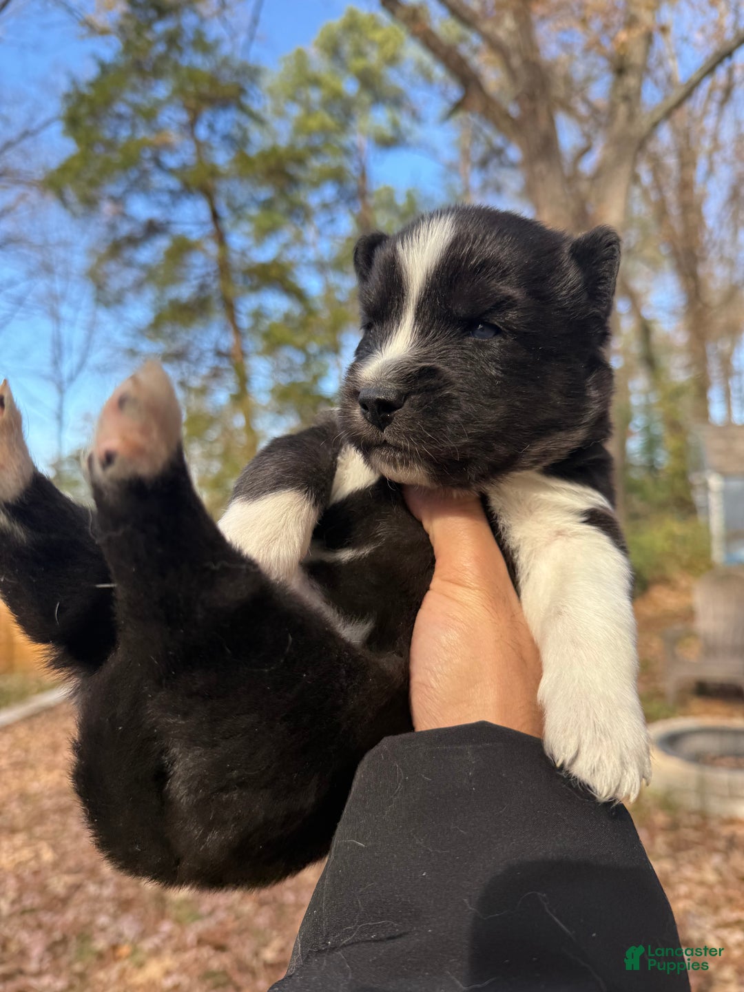 Siberian Husky dogs for sale: Bear - Ad 2