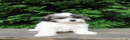 Teddy Bear dogs for sale: Jeffy - Ad 3