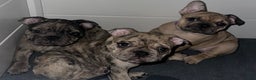 French Bulldog dogs for sale: Tiny - Ad 4