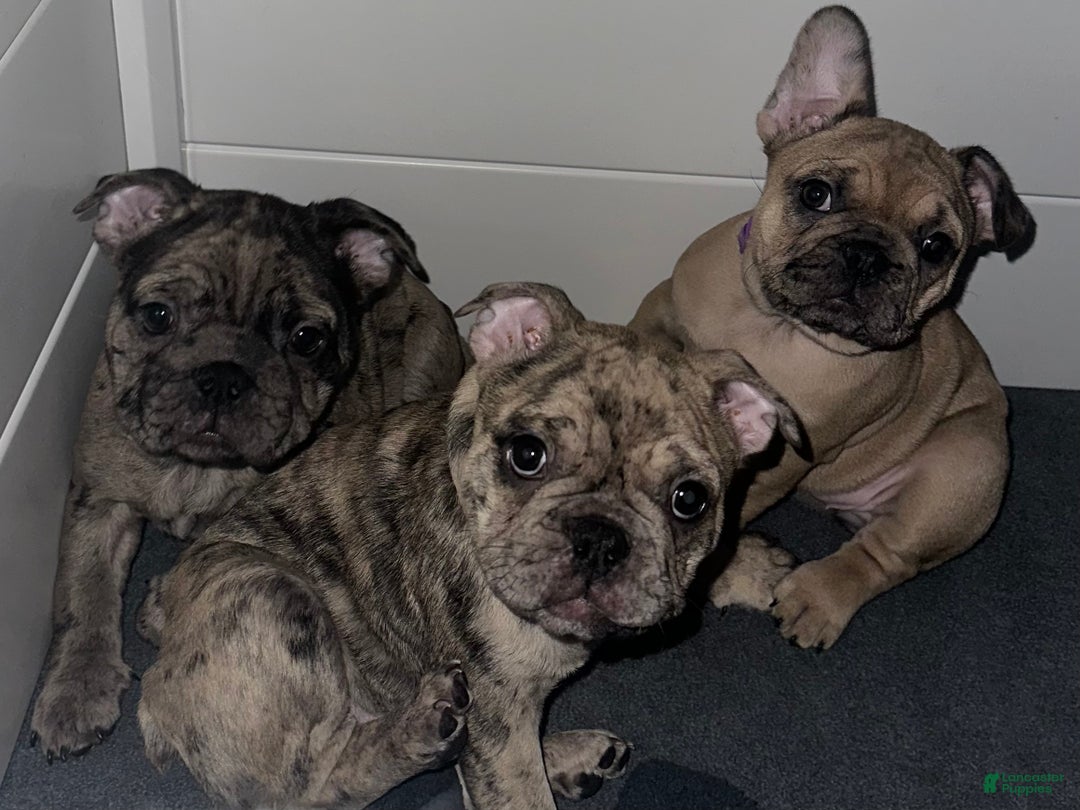 French Bulldog dogs for sale: Tiny - Ad 4