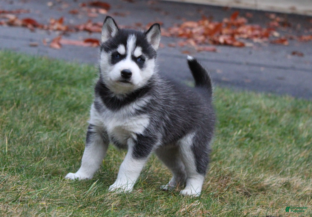 Siberian Husky dogs for sale: Willow - Ad 1