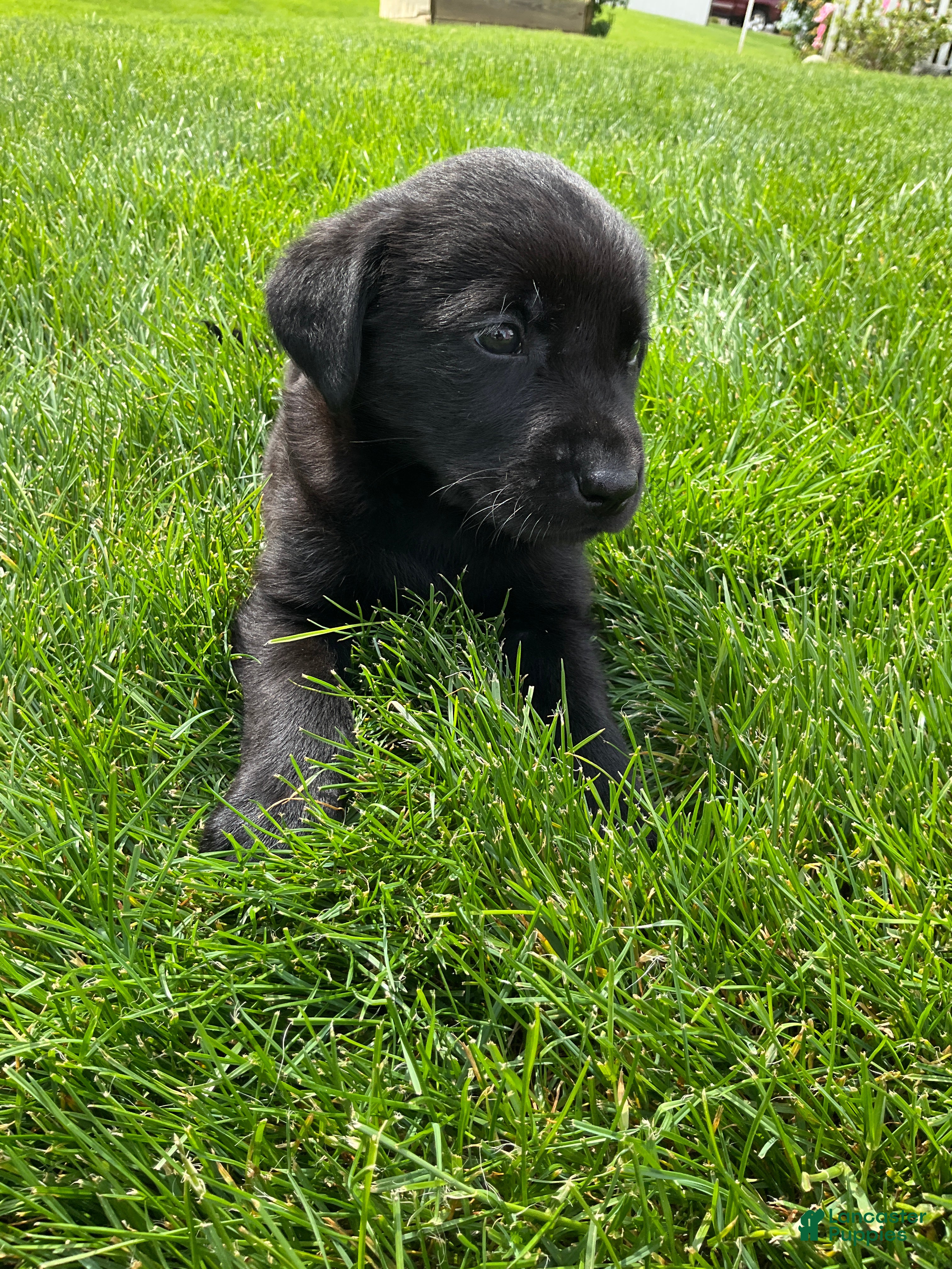 Labrador Retriever dogs for sale: Madox - Ad 6