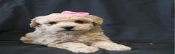 Bichpoo dogs for sale: Barbie - Ad 4
