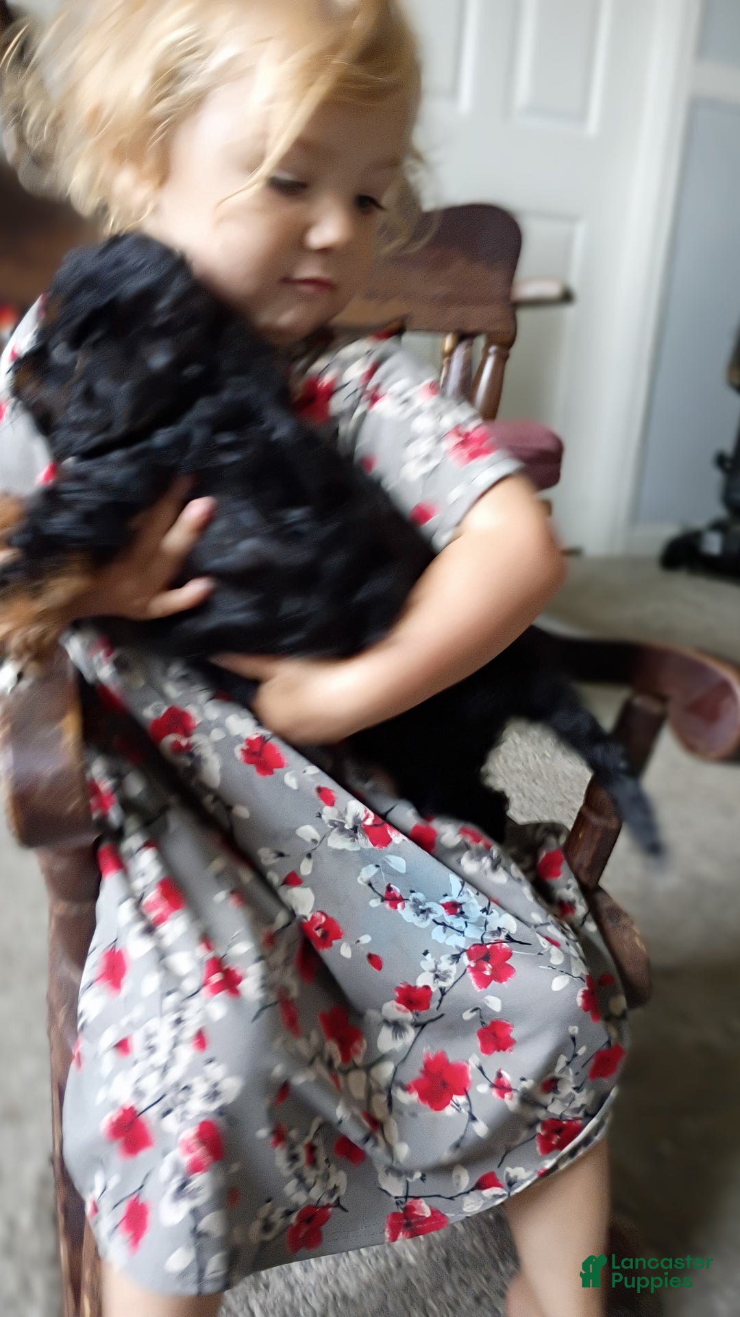 Cavapoo dogs for sale: Sasha - Ad 39