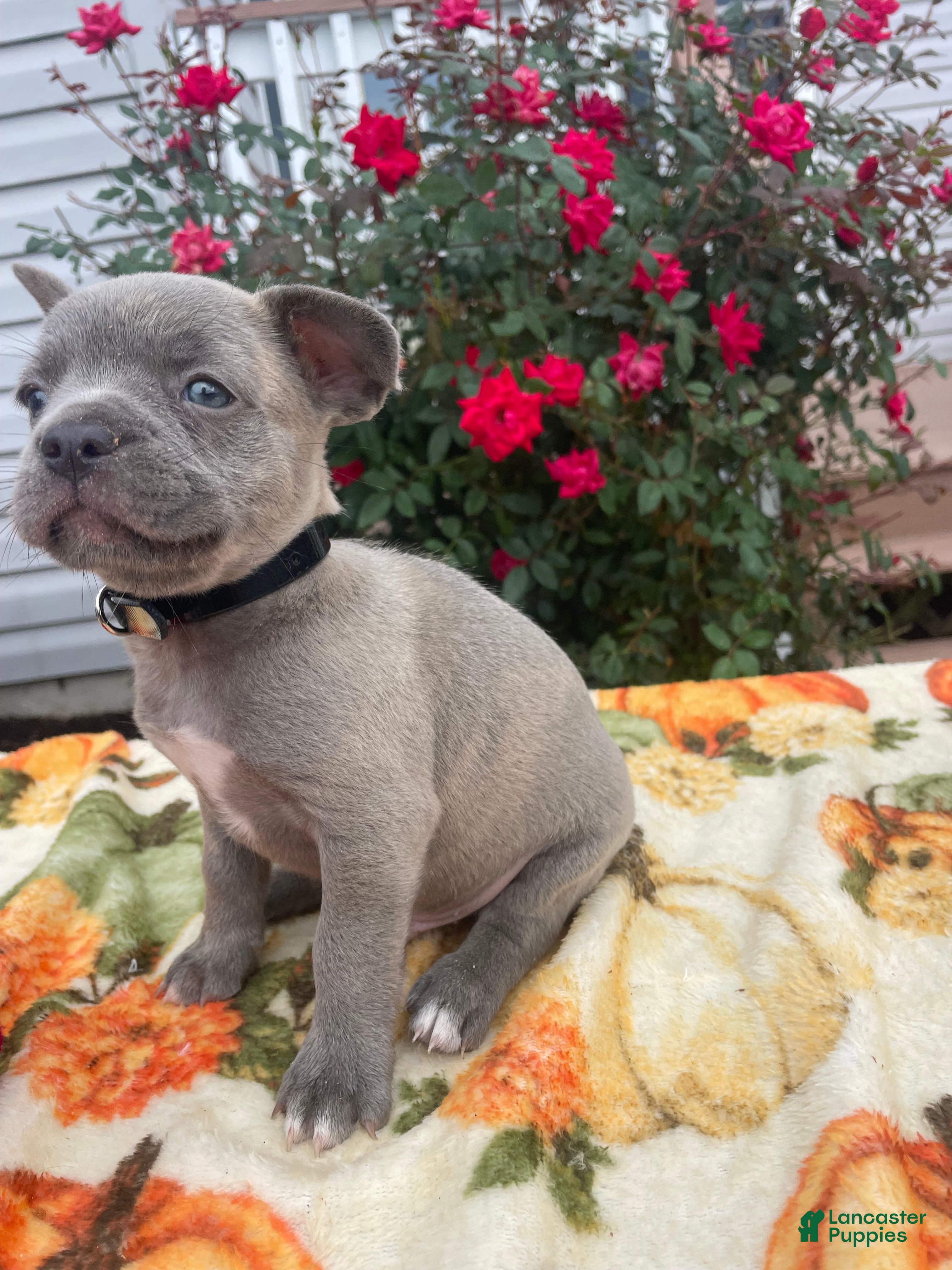 Mixed Breed dogs for sale: Zorro - Ad 4