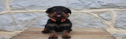 Rottweiler dogs for sale: Birkitt - Ad 3
