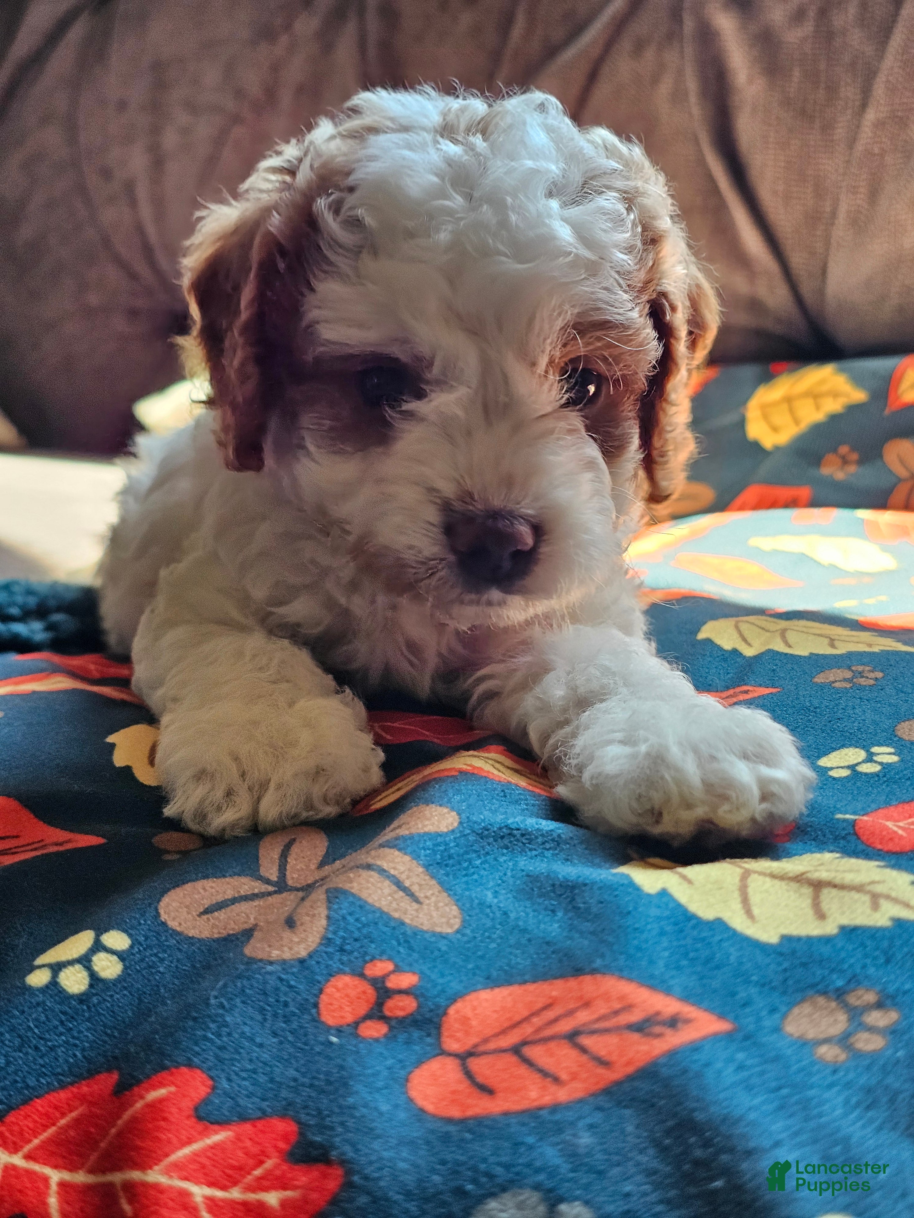 Cavapoo dogs Cavapoo 3 - Ad 2