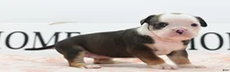 Mixed Breed dogs for sale: Queen - Ad 23