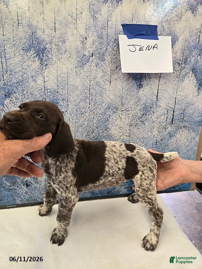 German Shorthaired Pointer dogs Jena - Ad 25