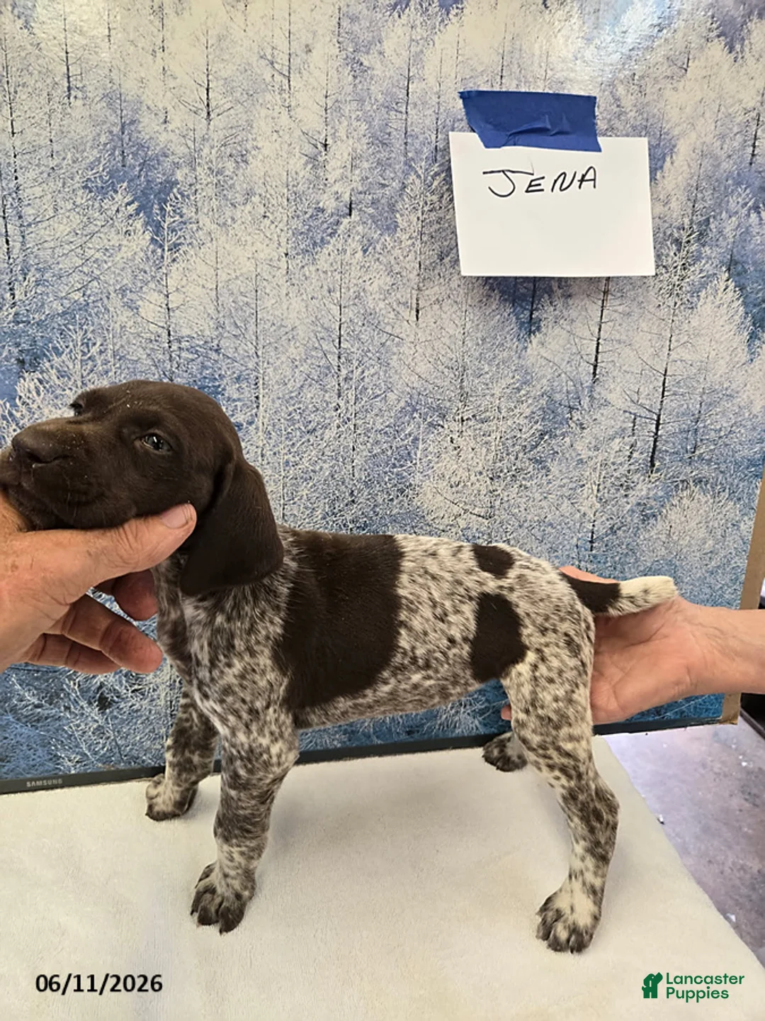 German Shorthaired Pointer dogs for sale: Jena - Ad 1