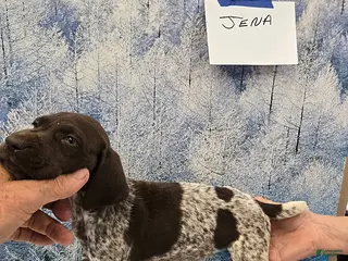 German Shorthaired Pointer dogs Jena - Ad 25
