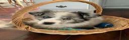Miniature Australian Shepherd dogs for sale: Booty - Ad 12