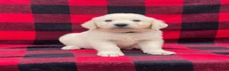 Golden Retriever dogs for sale: Hobbes - Ad 1