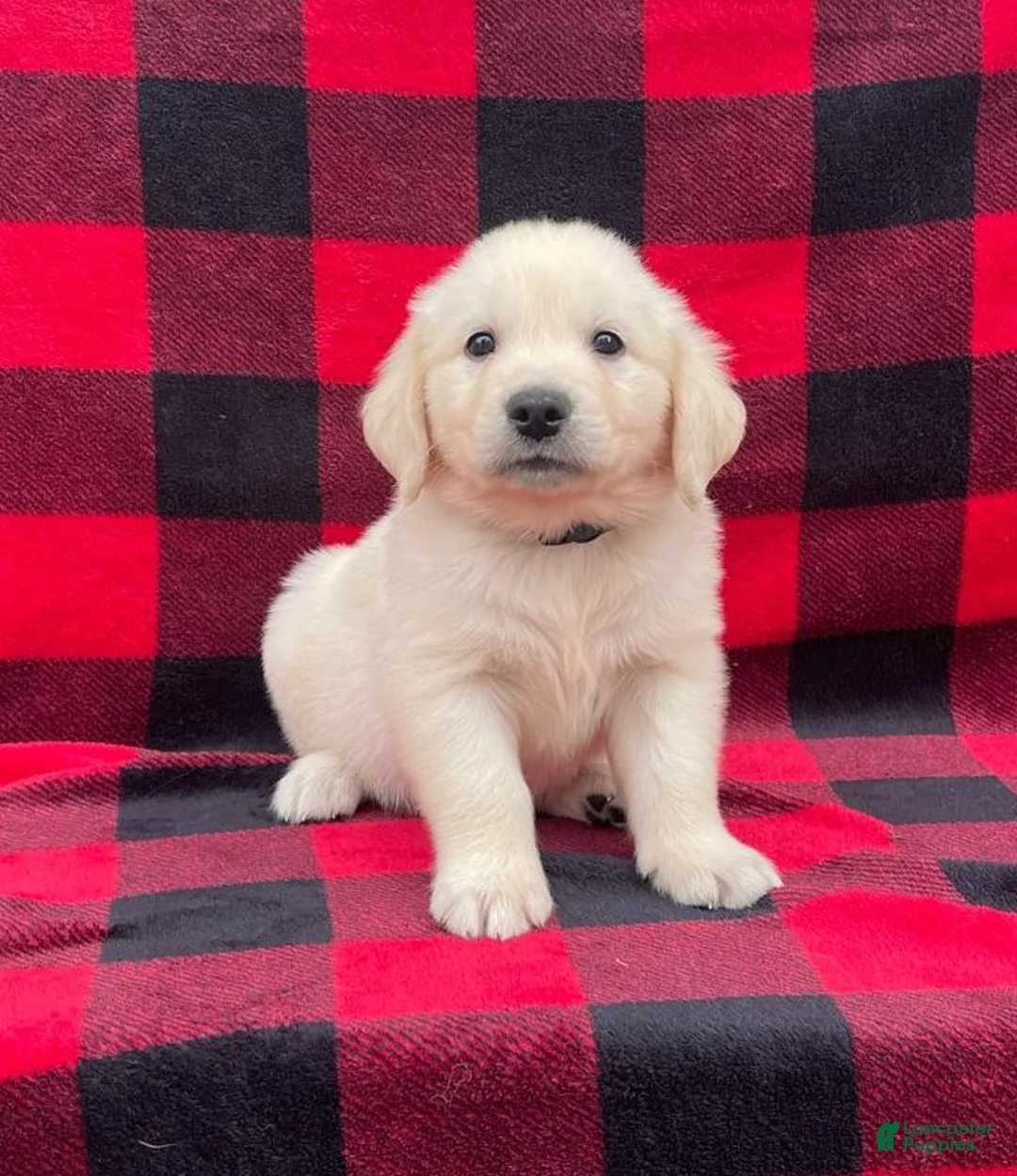Golden Retriever dogs for sale: Hobbes - Ad 1