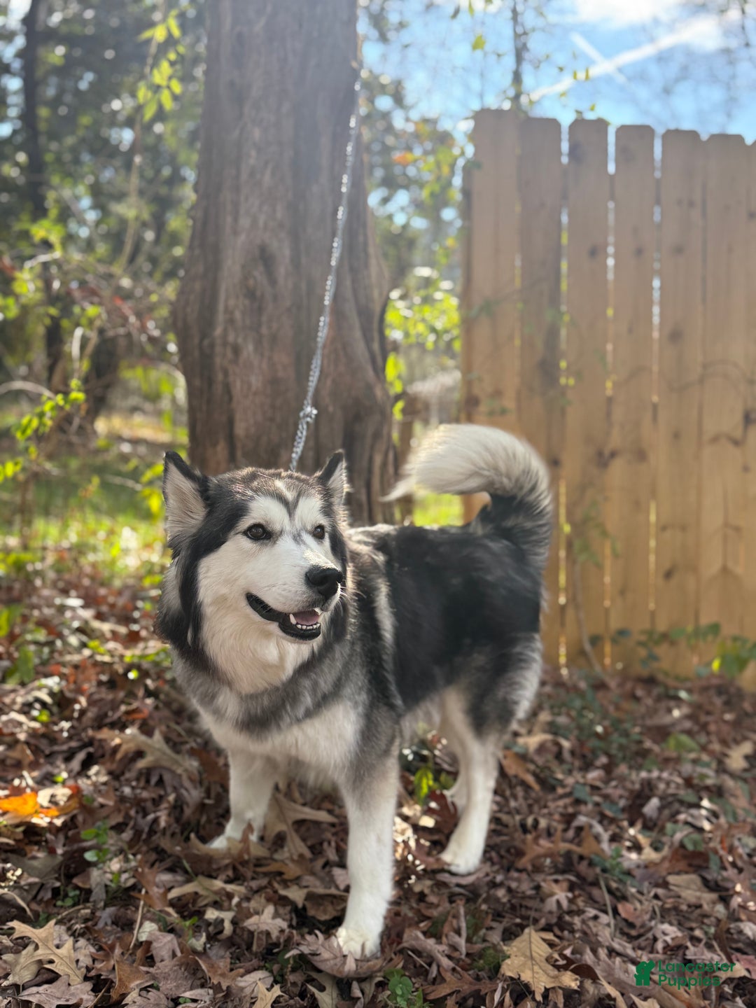 Siberian Husky dogs for sale: Gaia - Ad 8