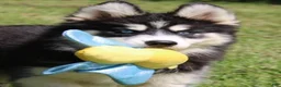Pomsky dogs for sale: Shayla - Ad 4