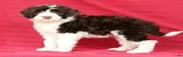 Portuguese Water Dog dogs for sale: Wanda - Ad 4
